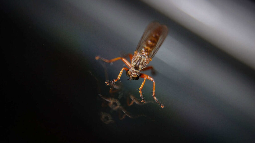 mosquito