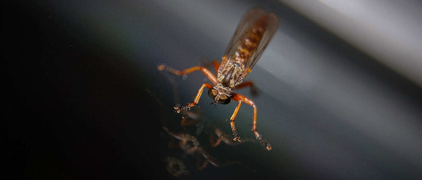 mosquito